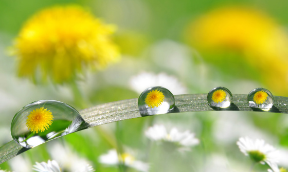 In mehreren Tropfen auf einem Blatt spiegeln sich gelber Löwenzahn