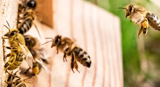 Umweltschutz durch eigene Bienenvölker