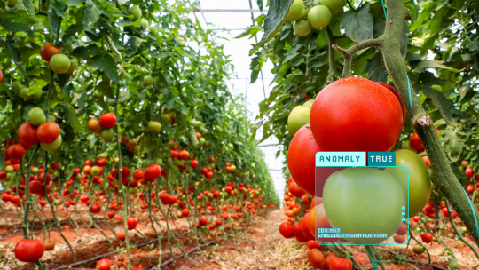 Smart-Farming Bildverarbeitungslösung für den nachhaltigen Anbau von Tomaten