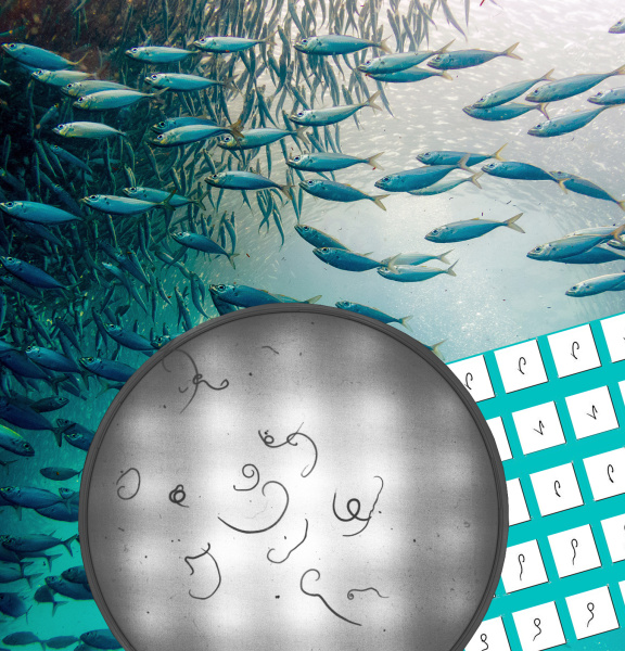 Kamerasystem minimiert Gesundheitsrisiken beim Verzehr von Seafood-Produkten
