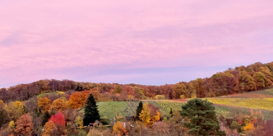 Morgenstimmung in den Weinbergen rund um die Firmenzentrale des Bildverarbeitungsunternehmens IDS