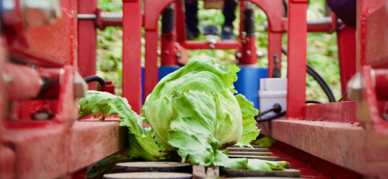 Roboterlösung zur Automatisierung der Salaternte