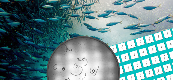Kamerasystem minimiert Gesundheitsrisiken beim Verzehr von Seafood-Produkten