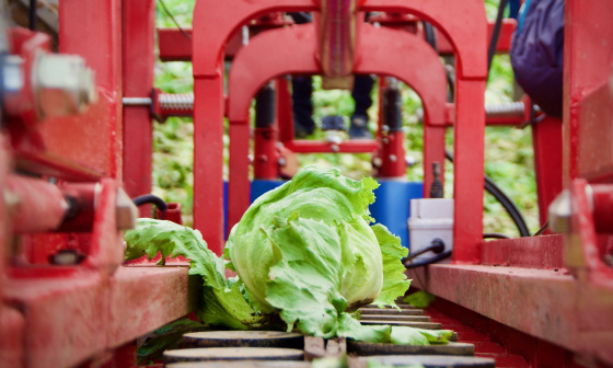 Roboterlösung zur Automatisierung der Salaternte
